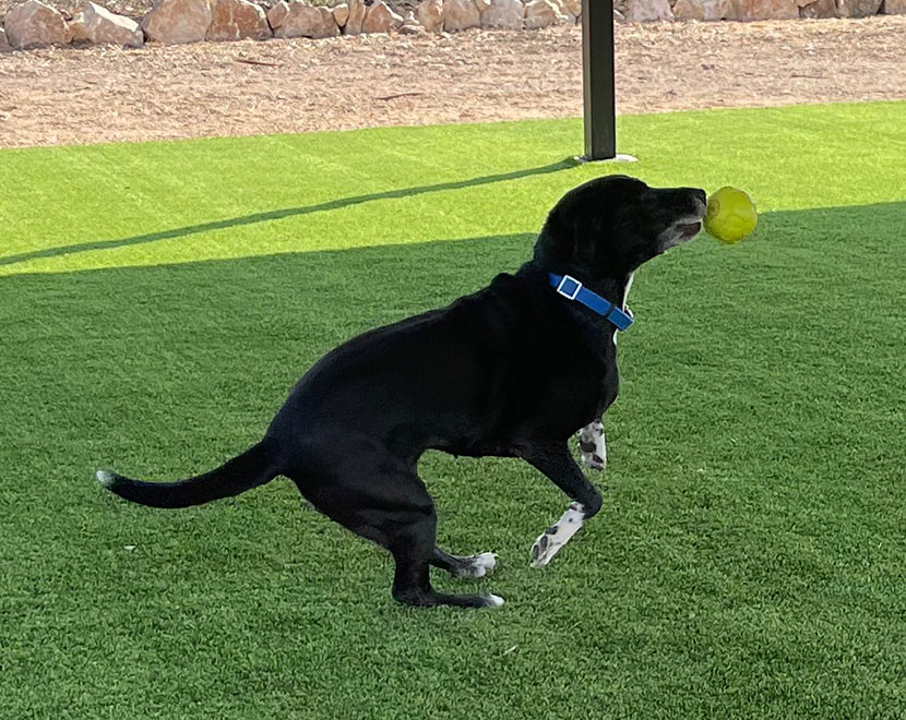 woof pack lodge dog kennel Marble Falls