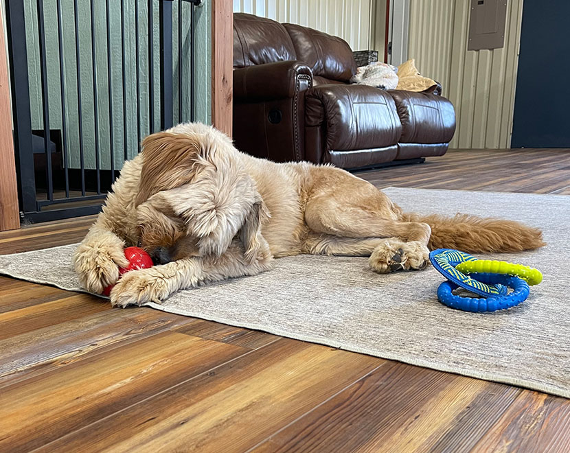 dog chewing woof pack lodge dog kennel Marble Falls