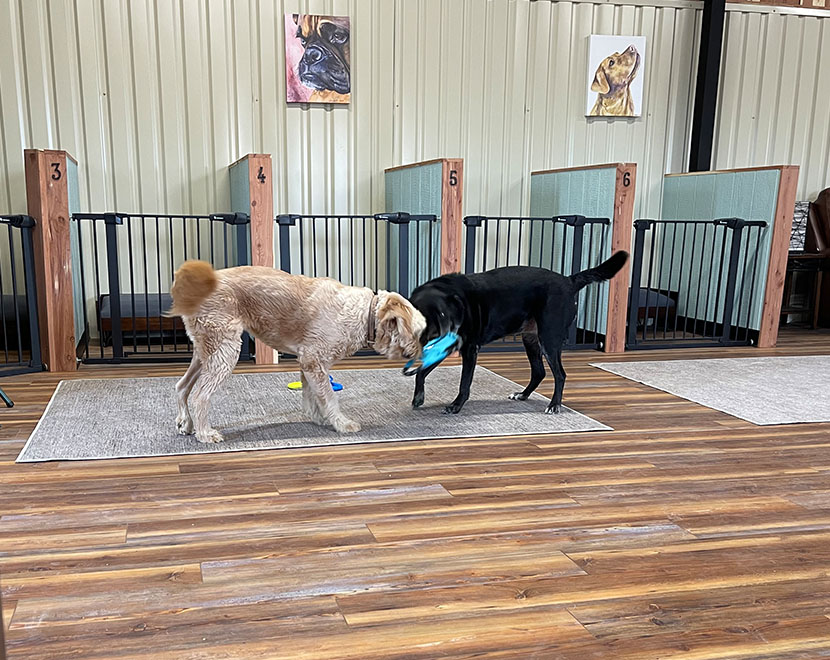 faqs. Dogs play. Dog Boarding Kennel - Marble Falls - Woof Pack Lodge
