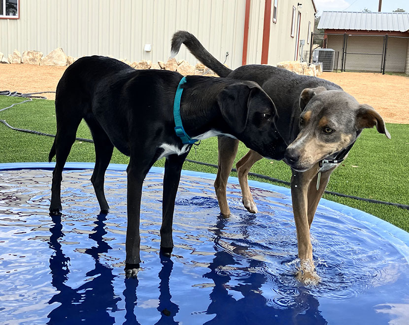 water play Dog Boarding Kennel - Marble Falls - Woof Pack Lodge